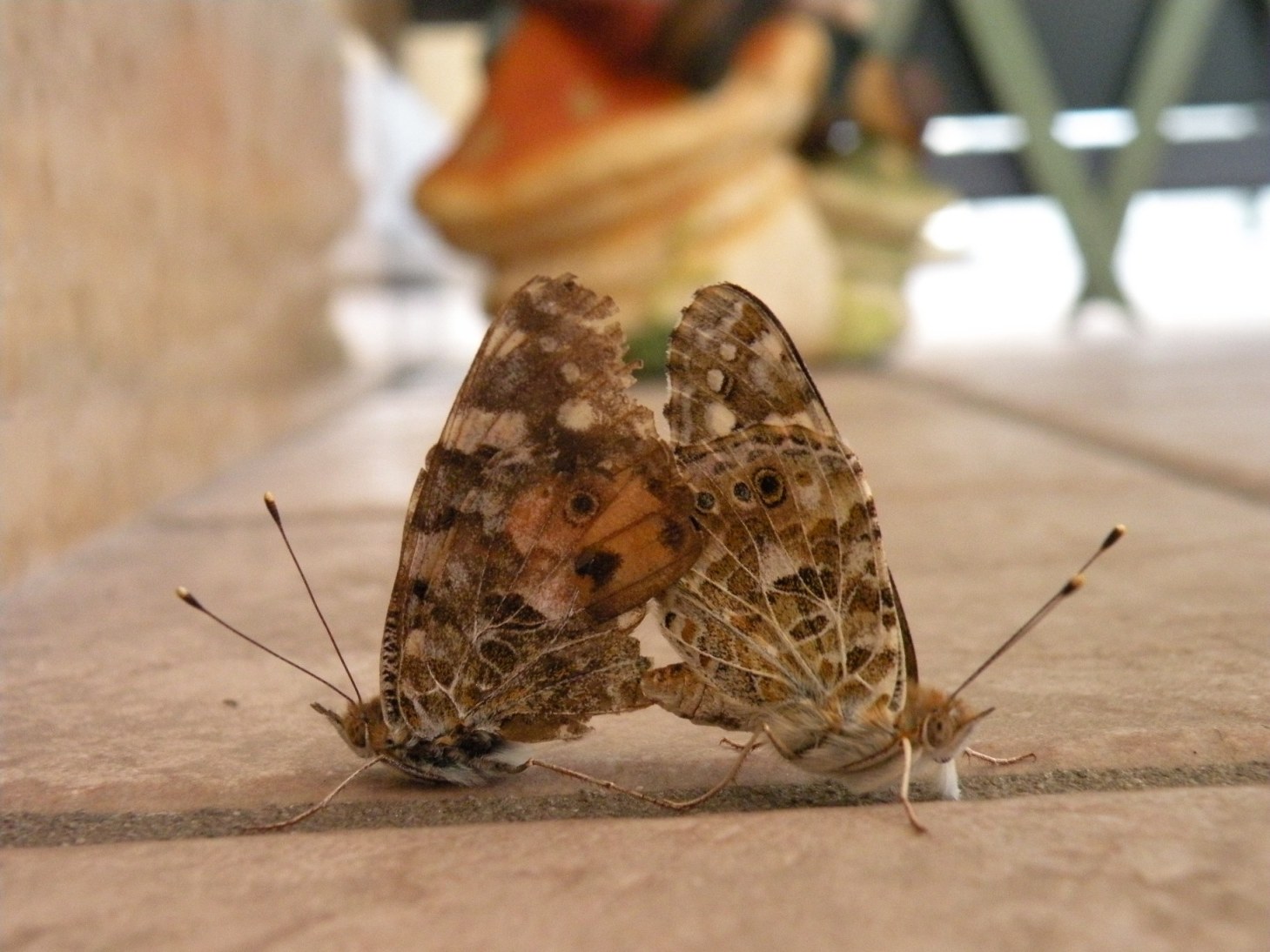 da identificare - Vanessa cardui